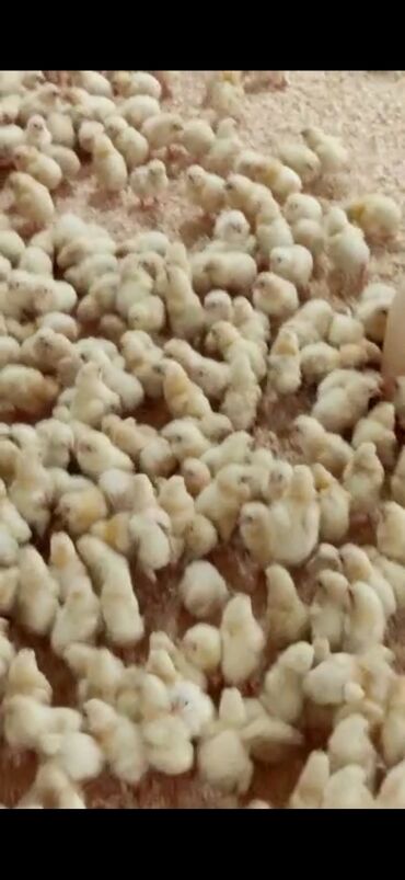 broyler cücələri: Toyuq cücələri, Damazlıq, Ödənişli çatdırılma