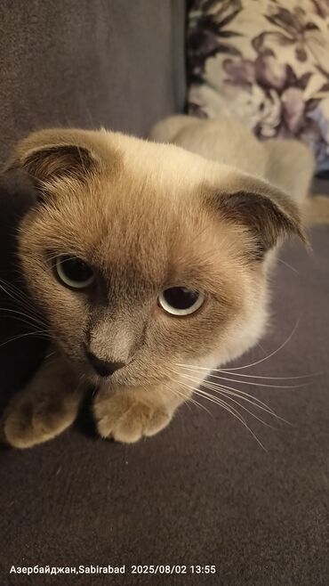 pişik cütləşmə: Şotland, Yaxşı əllərə lalafo.az -da pişik cütləşmə: Şotland, Yaxşı əllərə