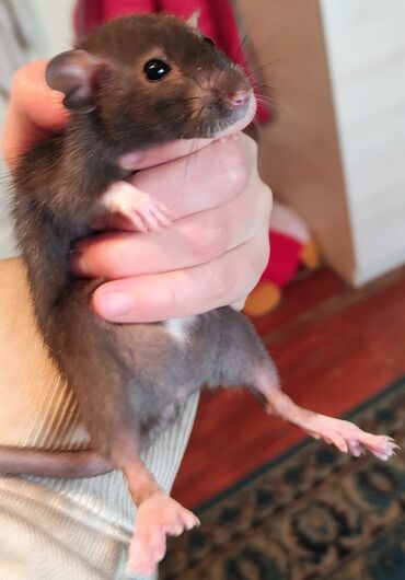 крыс: Продаются крысята только в хорошие руки!!!!!серо-шоколадного окраса