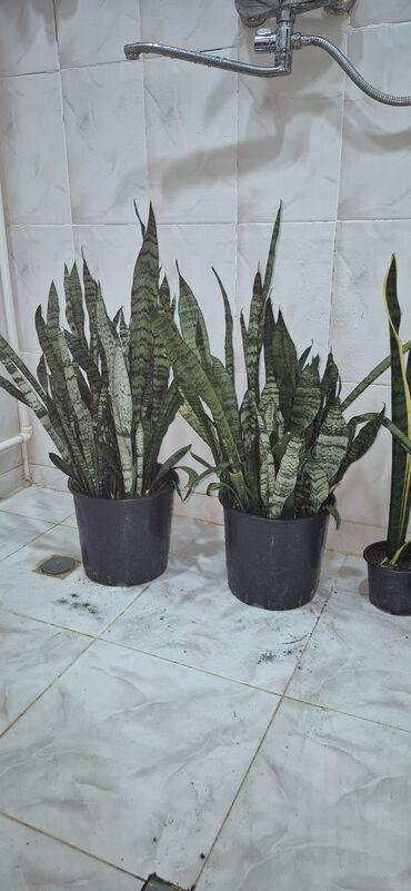 bitki toxumlarinin satisi: Sansevieria. bir kökü 2 azn. dibcekde ferqli növdə Sansevierialar