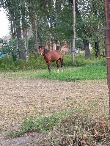 продаю хомяка: Продаю лошадь 🐎 Жеребц возраст 4 года