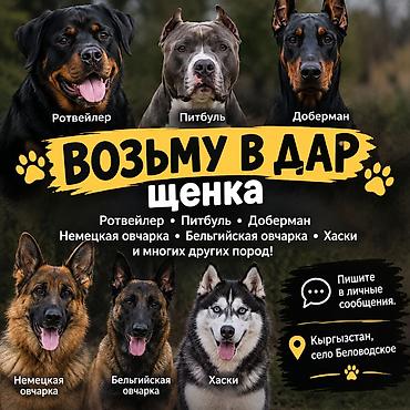 японские собаки: Возьму в дар щенка. Интересуют породы: - ротвейлер - питбуль - — 1