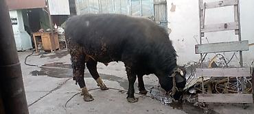 Коровы, быки: Продаю | Бык (самец) | Симментальская | На откорм | Привязанные — 5