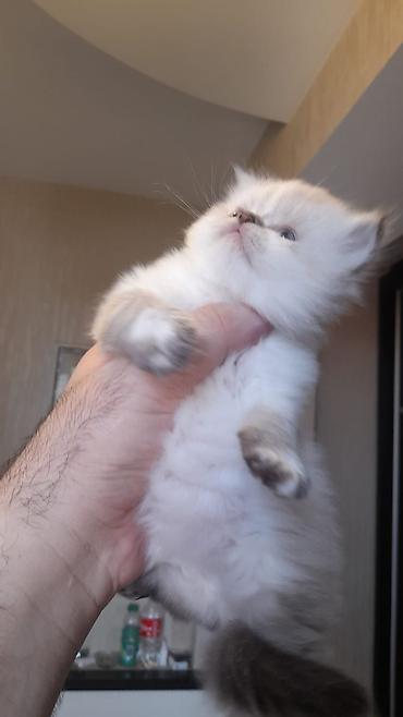 Pişiklər: Fars — 4