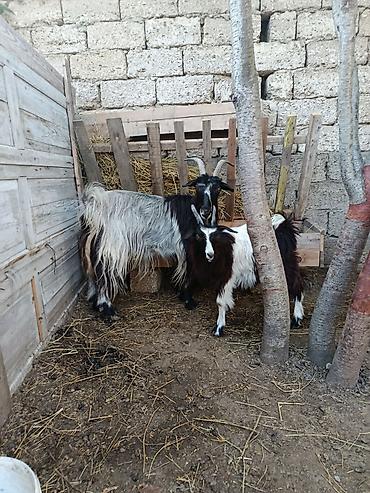 südlük keci: Yeyimcil heyvandılar. Keçi 3doğardı — 1