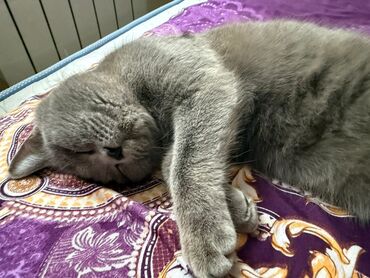 pişik cutləşdirilir: Britan, Dişi, Ödənişli çatdırılma