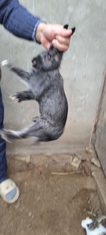 Dovşanlar: Sağlam dovşanlar satılır 13 azn 3 dənədir — 1