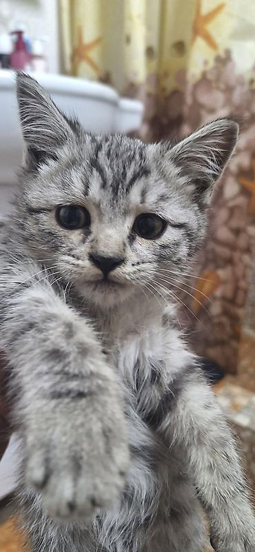 сколько стоит сибирская кошка котенок: Котёнок с серебристым тигровым окрасом (серо‑чёрные полосы и — 3