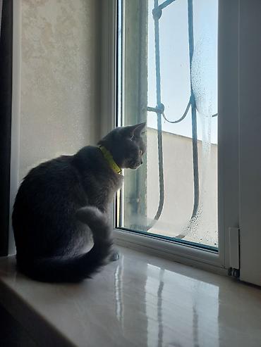 Pişiklər: Britan, Dişi, Yaxşı əllərə, Ünvandan götürmə — 10