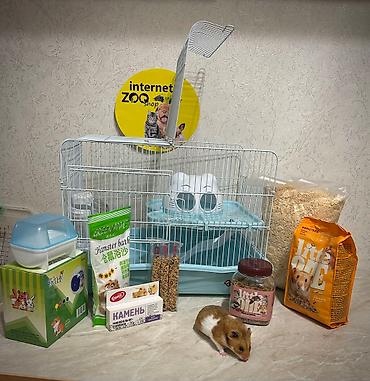 Хомяки: Продаются хомячки ручные. В нашем питомнике грызунов вы можете — 24