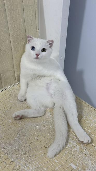 для скота: 🐱 Продаётся кошечка Мия 🤍 Шотландская вислоухая девочка, 7 месяцев — 2