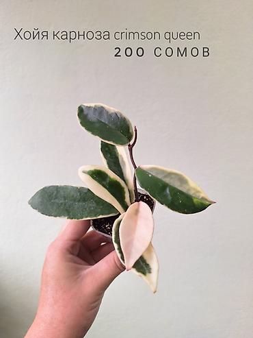 растения в аквариум: 🌿 Комнатные растения/цветы (детки/молодые растения). 🪴 Названия и цены — 7