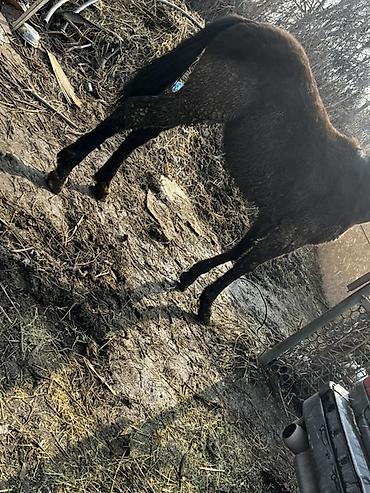 Лошади, кони: Продаю | Жеребенок | Кара Жорго | Для разведения — 6