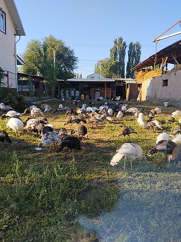живой форел: Продаю | Индюшата — 1