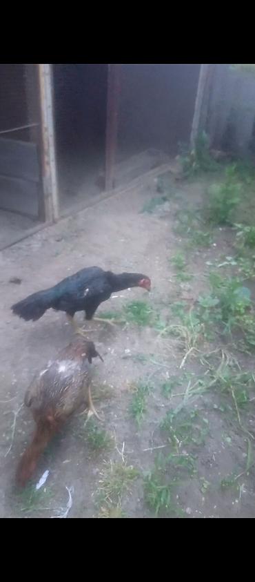 cucə yemləri: Toyuq cücələri, Damazlıq — 1