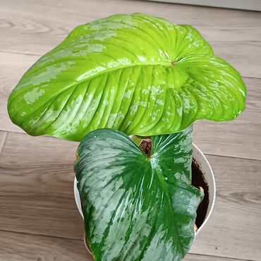 офисные растения: Комнатные домашние адаптированные, ухоженные, цветы, филодендроны