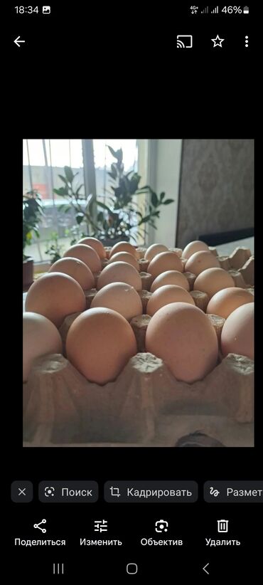 птицы голуби: Яйцо 100 сом брама чистокровный светлый палевый
