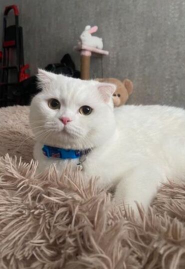 сколько стоит вислоухий кот: Шотландская, Самец, В добрые руки, Самовывоз