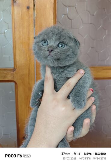pişik üçün latok: Шотладская вислоухая, Самец