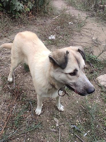 balali qoyun: Alabay, 5 ay, Dişi — 2