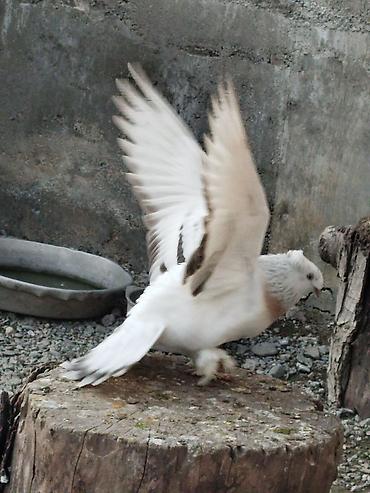 ördək balası və cücə: Qoşa kəkil kəvən taklalar cüt tay kəvən balalar 100 AZN.bos bekar — 2