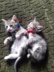 Pişiklər: Erkək, Dişi, Yaxşı əllərə — 11