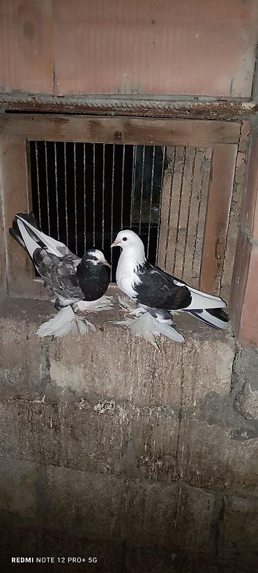 göyərcin: Bir cut oynaq — 1