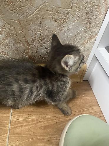 Pişiklər: Yaxşı əllərə, Ünvandan götürmə — 9