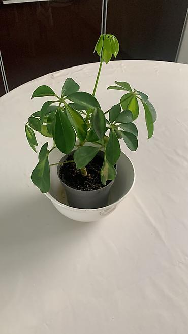 Китайская роза (Гибискус): Папоротник 650 сом китайская Роза гербера. Шефлера 150.сансевьера — 12