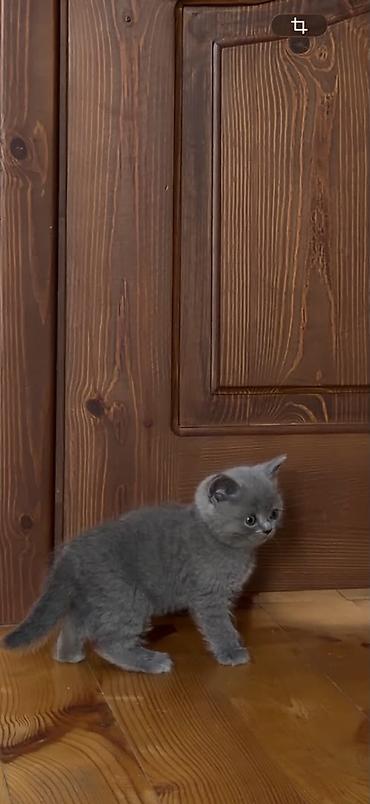 русская голубая кошка: Шотландский котёнок, окрас голубой (пепельно‑серый). Корпус — 4