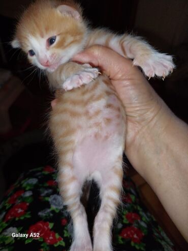 объявление котята в добрые руки: Котята в добрые руки 6апреля будет 1 месяц после 15 апреля можно