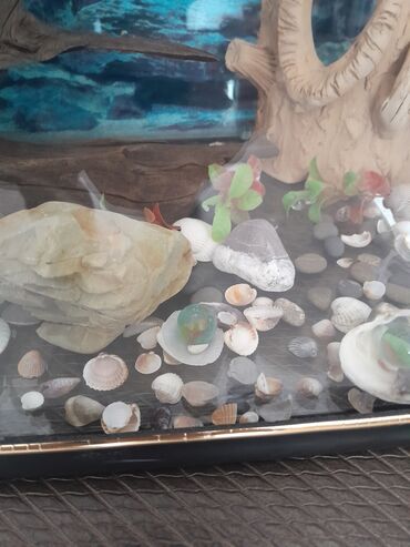 Akvariumlar: Hərşeyi var. qızdırıcı . filter . qraduz . və.s. hündürü 26sm. eni — 7