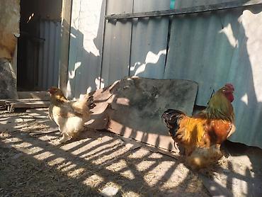 котята простые: Продаю | Куры | Брама | Для разведения — 4