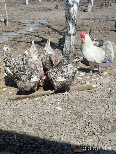 голуби птица: Продаю инкубационное яйцо кур породы Пушкинская. цыплята суточные