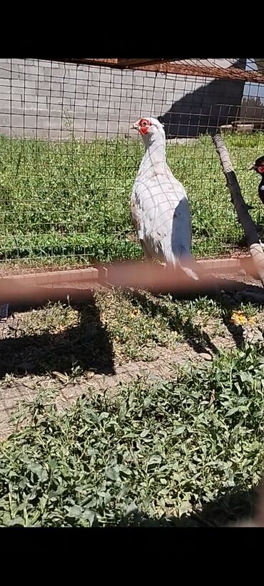 белый леггорн: Продаю молодого петушка белого фазана домашний