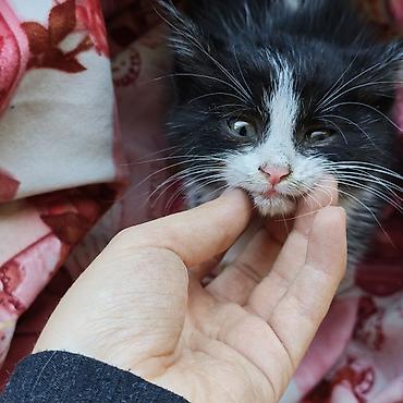 Отдам даром кошку: Кошка даром: Беспородная, 1 месяц, Мальчик — 2