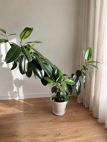 эластика: 🌿 Фикус — 150 см Красивый, пышный фикус с крупными глянцевыми — 1