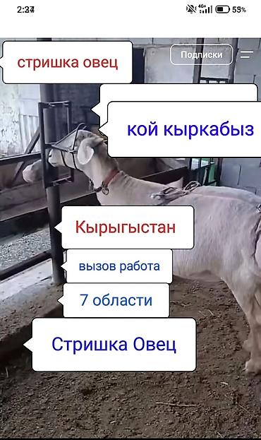 услуги стрижки овец: Продаю | Овца (самка) — 1