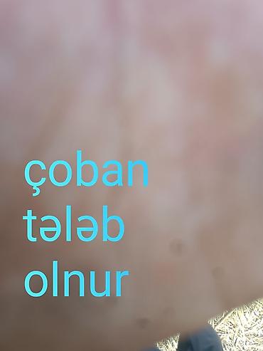Çoban, 30 yaş, Təcrübəsiz lalafo.az -da — 1 Çoban, 30 yaş, Təcrübəsiz — 1
