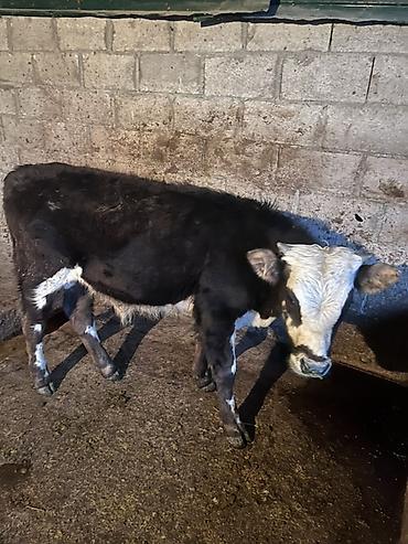 Коровы, быки: Продаю | Музоо, торпок | На откорм — 4