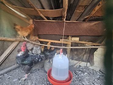 куплю цыплят: Продаю | Куры | Домашняя | Несушки — 6