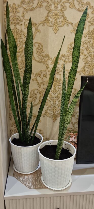 кактус высокий: Продаю растение педилантус