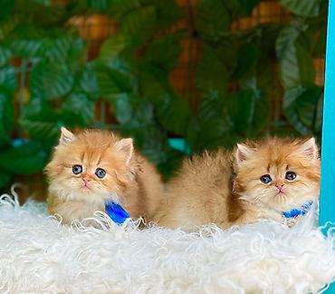 Pişiklər: Fars — 6