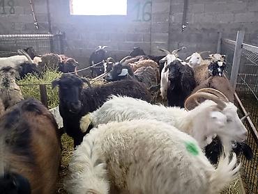 Козы, козлы: Продаю | Коза (самка) — 4