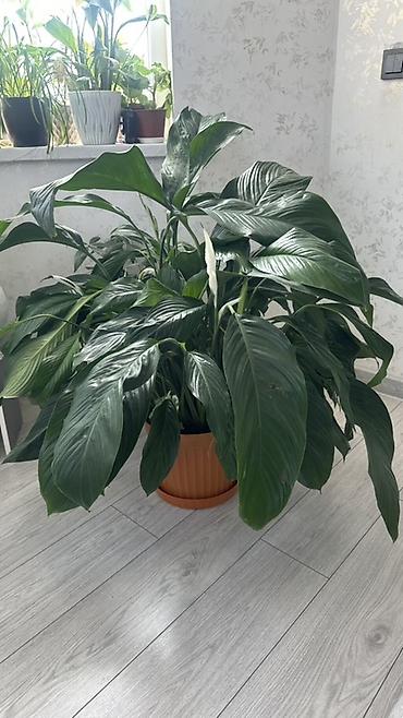 уход за цветами: Крупный спатифиллум (Spathiphyllum), «женское счастье» - Пышный — 2