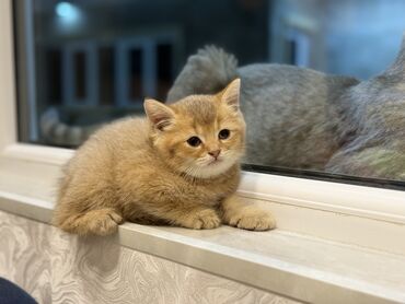 cins ineklerin satisi: Qızıl şinşilla, Erkək, Dişi, Yaxşı əllərə