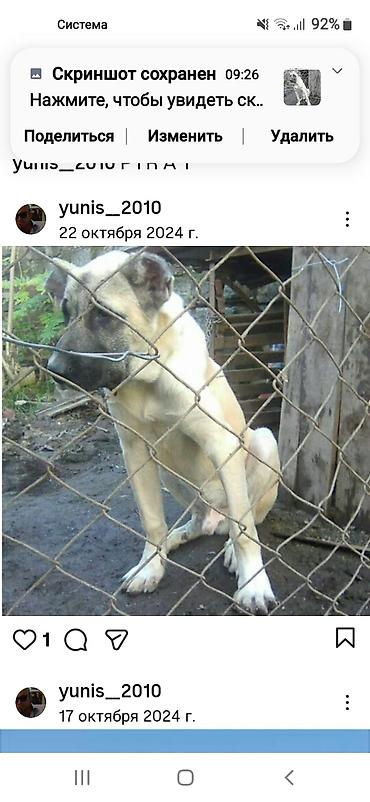 İtlər: Kanqal — 20