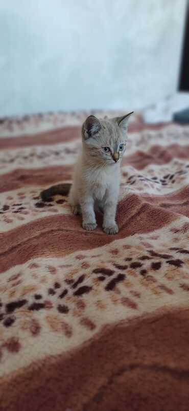 котята мейкун: Кошка даром: Беспородная, 2 месяца, Девочка, Приучена к лотку