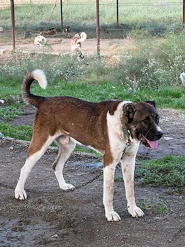 cane corso tap az: Qurdbasar, 2 il, Erkək, Peyvəndli, Rayonlara çatdırılma — 5
