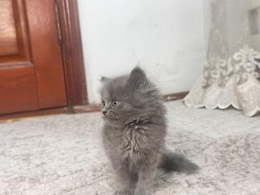 Продажа кошек: Плюшевые котята от мамы рэгдолл❤️ котятам 2-месяца, кушают все, ходят at lalafo.kg — 6 Продажа кошек: Плюшевые котята от мамы рэгдолл❤️ котятам 2-месяца, кушают все, ходят — 6